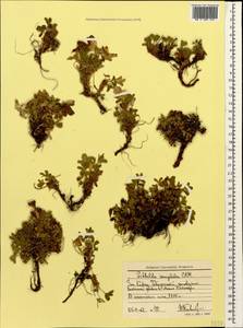 Sibbaldia parviflora Willd., Caucasus, Stavropol Krai, Karachay-Cherkessia & Kabardino-Balkaria (K1b) (Russia)