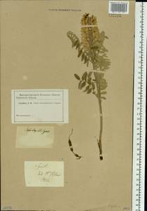 Sophora alopecuroides L., Siberia (no precise locality) (S0) (Russia)