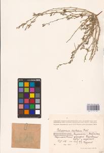 Polygonum acetosum M. Bieb., Eastern Europe, Lower Volga region (E9) (Russia)