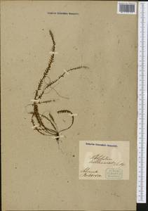 Moranopteris trichomanoides (Sw.) R.Y.Hirai & J.Prado, America (AMER) (Puerto Rico)