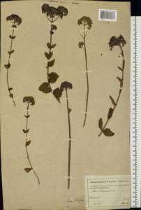 Hylotelephium telephium (L.) H. Ohba, Eastern Europe, Moscow region (E4a) (Russia)