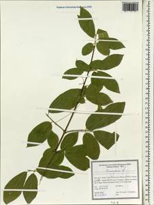 Euonymus, South Asia, South Asia (Asia outside ex-Soviet states and Mongolia) (ASIA) (Iran)