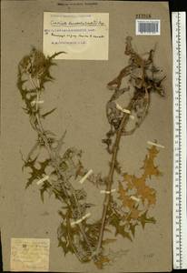 Cirsium vulgare (Savi) Ten., Eastern Europe, South Ukrainian region (E12) (Ukraine)