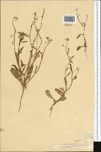 Goldbachia laevigata (M. Bieb.) DC., Middle Asia, Muyunkumy, Balkhash & Betpak-Dala (M9) (Kazakhstan)