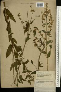 Nepeta nuda subsp. nuda, Eastern Europe, Central forest-and-steppe region (E6) (Russia)