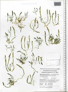 Selaginoides spinulosa (A. Braun ex Döll) Li Bing Zhang & X. M. Zhou, Eastern Europe, Northern region (E1) (Russia)