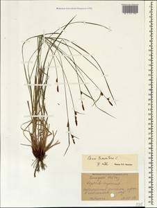 Carex tomentosa L., Caucasus, Stavropol Krai, Karachay-Cherkessia & Kabardino-Balkaria (K1b) (Russia)
