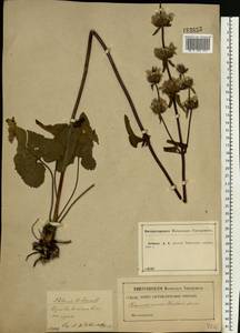 Phlomoides tuberosa (L.) Moench, Eastern Europe, Central forest-and-steppe region (E6) (Russia)