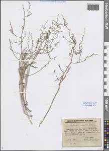 Artemisia santolina Schrenk, Middle Asia, Caspian Ustyurt & Northern Aralia (M8) (Kazakhstan)
