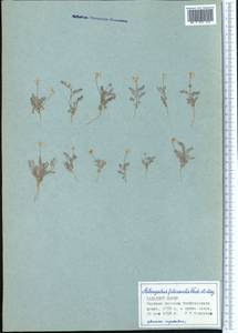 Astragalus filicaulis Kar. & Kir., Middle Asia, Pamir & Pamiro-Alai (M2) (Tajikistan)