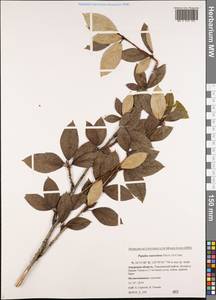 Populus suaveolens Fisch., Siberia, Russian Far East (S6) (Russia)