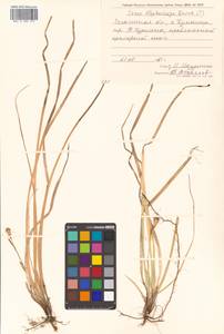 Carex blepharicarpa Franch., Siberia, Russian Far East (S6) (Russia)