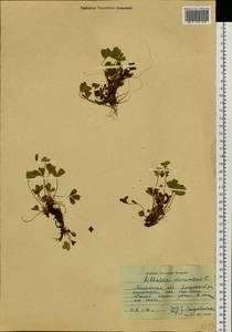 Sibbaldia procumbens L., Siberia, Western Siberia (S1) (Russia)