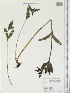 Silene dioica subsp. lapponica (Simm.) Tolm. & Kozh., Eastern Europe, Northern region (E1) (Russia)