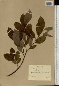 Salix caprea L., Eastern Europe, Northern region (E1) (Russia)