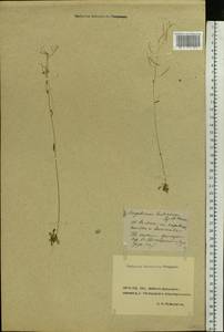Arabidopsis thaliana (L.) Heynh., Eastern Europe, Rostov Oblast (E12a) (Russia)