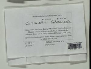 Dicranella heteromalla (Hedw.) Schimp., Bryophytes, Bryophytes - Krasnoyarsk Krai, Tyva & Khakassia (B17) (Russia)