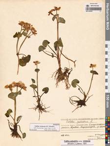 Caltha palustris var. sibirica Regel, Siberia, Chukotka & Kamchatka (S7) (Russia)