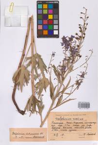 Delphinium dictyocarpum DC., Eastern Europe, Eastern region (E10) (Russia)