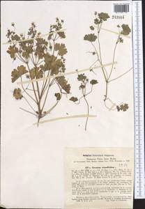 Geranium rotundifolium L., Middle Asia, Western Tian Shan & Karatau (M3) (Kyrgyzstan)