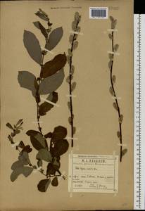 Salix caprea × aurita, Eastern Europe, Central region (E4) (Russia)