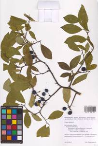 Prunus spinosa L., Eastern Europe, Central forest-and-steppe region (E6) (Russia)