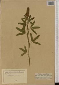 Trifolium rubens L., Western Europe (EUR) (Germany)