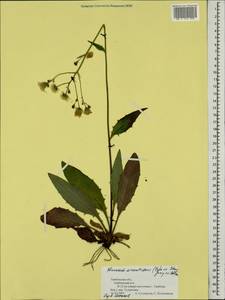 Hieracium subpellucidum (Norrl.) Norrl., Eastern Europe, Central forest-and-steppe region (E6) (Russia)