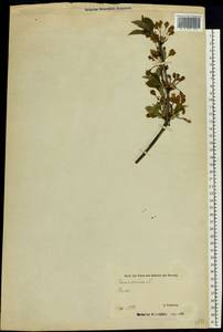 Prunus avium (L.) L., Eastern Europe, Estonia (E2c) (Estonia)