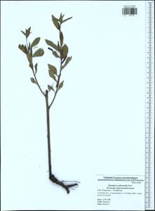 Oenothera × rubricaulis Kleb., Eastern Europe, Central region (E4) (Russia)