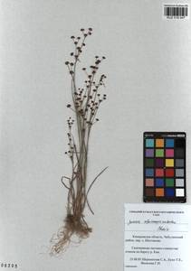 Juncus alpinoarticulatus Chaix, Siberia, Altai & Sayany Mountains (S2) (Russia)