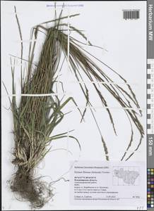 Elymus fibrosus (Schrenk) Tzvelev, Eastern Europe, Central region (E4) (Russia)