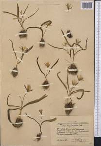 Tulipa dasystemon (Regel) Regel, Middle Asia, Western Tian Shan & Karatau (M3) (Uzbekistan)