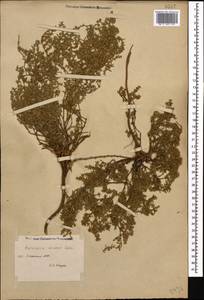 Herniaria incana Lam., Caucasus, Dagestan (K2) (Russia)