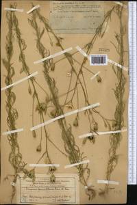 Crupina vulgaris (Pers.) Cass., Middle Asia, Western Tian Shan & Karatau (M3) (Kazakhstan)