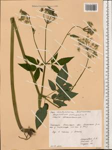 Aegopodium podagraria L., Eastern Europe, Belarus (E3a) (Belarus)