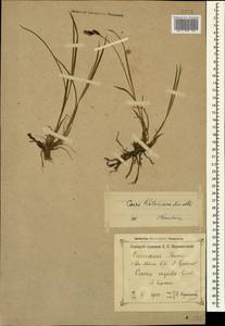 Carex orbicularis subsp. kotschyana (Boiss. & Hohen.) Kukkonen, Caucasus, Georgia (K4) (Georgia)