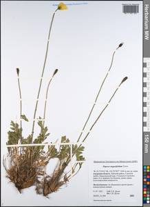Papaver angustifolium Tolm., Siberia, Russian Far East (S6) (Russia)