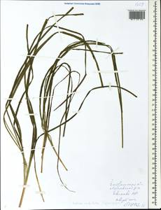 Butomus umbellatus L., Eastern Europe, Central forest region (E5) (Russia)