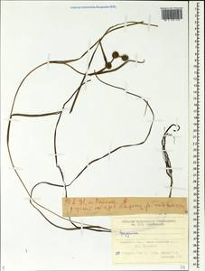 Sparganium, Siberia, Western Siberia (S1) (Russia)