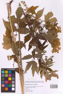Filipendula ulmaria (L.) Maxim., Eastern Europe, Central forest region (E5) (Russia)