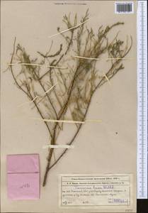 Tamarix laxa Willd., Middle Asia, Muyunkumy, Balkhash & Betpak-Dala (M9) (Kazakhstan)