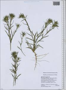 Dianthus pseudarmeria M. Bieb., Eastern Europe, Rostov Oblast (E12a) (Russia)