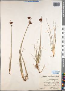 Juncus castaneus Sm., Siberia, Western Siberia (S1) (Russia)