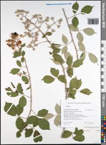 Rubus ulmifolius Schott, Western Europe (EUR) (Greece)
