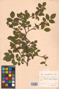 Rosa caryophyllacea Besser, Eastern Europe, Moscow region (E4a) (Russia)
