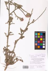 Carduus hamulosus subsp. stenocephalus (Tamamsch.) Greuter, Eastern Europe, Lower Volga region (E9) (Russia)