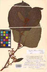 Reynoutria × bohemica Chrtek & Chrtková, Eastern Europe, Moscow region (E4a) (Russia)