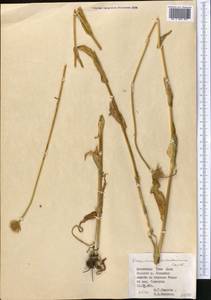 Doronicum turkestanicum Cavill., Middle Asia, Northern & Central Tian Shan (M4) (Kyrgyzstan)