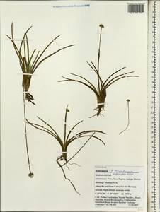 Mesanthemum pubescens (Lam.) Körn., Africa (AFR) (Madagascar)
